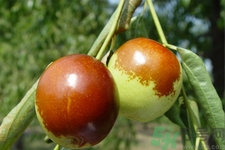 吃冬棗能補(bǔ)血嗎？吃冬棗為什么能補(bǔ)血？