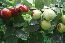 如何辨別真假沾化冬棗？沾化冬棗真假辨別的方法