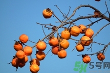 紅薯和柿子能一起吃嗎？紅薯和柿子為什么不能一起吃？