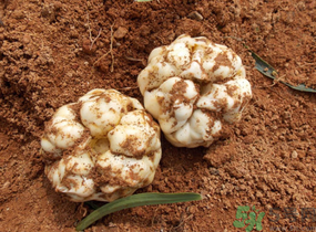 鮮百合怎么保存？新鮮百合可以放多久？