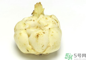 新鮮百合可以放冰箱嗎？鮮百合可以冷凍嗎？