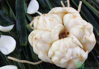 新鮮百合可以放冰箱嗎？鮮百合可以冷凍嗎？