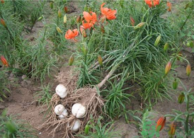 新鮮百合什么時(shí)候上市？鮮百合什么時(shí)候上市？