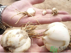 新鮮百合什么時(shí)候上市？鮮百合什么時(shí)候上市？