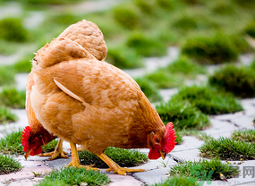 三黃雞多少錢一斤？三黃雞多少錢一只？