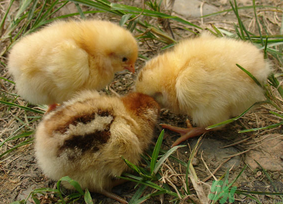 三黃雞多少錢一斤？三黃雞多少錢一只？