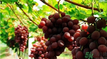 吃紅提會上火嗎？怎樣吃紅提不上火？