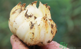 新鮮百合可以生吃嗎？新鮮百合能吃嗎？