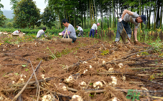 新鮮百合可以生吃嗎？新鮮百合能吃嗎？