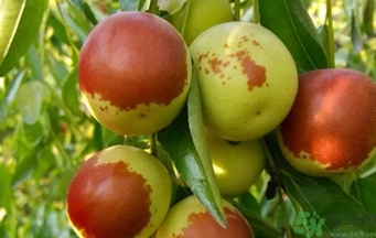 冬棗洗了可以放冰箱嗎？冬棗放冰箱好還是不放冰箱好？