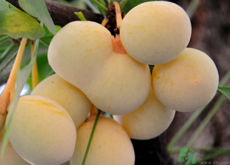 新鮮銀杏果怎么處理？新鮮銀杏果怎么去皮？