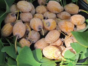 新鮮銀杏果怎么處理？新鮮銀杏果怎么去皮？