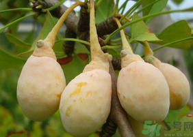 新鮮白果怎么保存？新鮮白果的保存方法