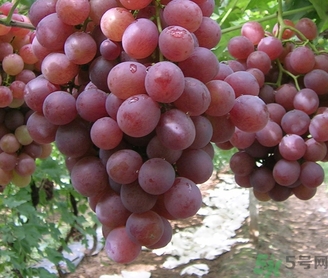 吃紅提要剝皮嗎？紅提皮可以吃嗎？