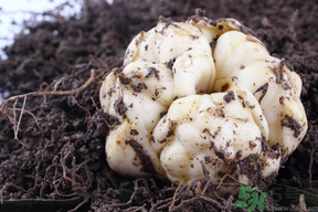 孕婦能吃新鮮百合嗎？孕婦可以吃鮮百合嗎？