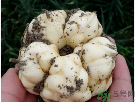 孕婦能吃新鮮百合嗎？孕婦可以吃鮮百合嗎？