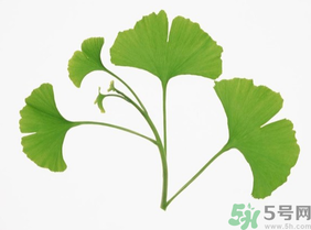 新鮮銀杏葉能泡水喝嗎？鮮銀杏葉能直接泡水嗎？