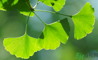 新鮮銀杏葉能泡水喝嗎？鮮銀杏葉能直接泡水嗎？