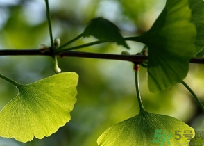 新鮮銀杏葉能泡水喝嗎？鮮銀杏葉能直接泡水嗎？