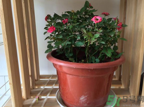 月季花可以放在室內(nèi)嗎？月季花放在室內(nèi)好嗎？
