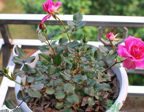 月季花可以放在室內(nèi)嗎？月季花放在室內(nèi)好嗎？