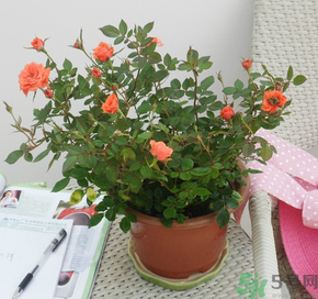 月季花可以放在室內(nèi)嗎？月季花放在室內(nèi)好嗎？