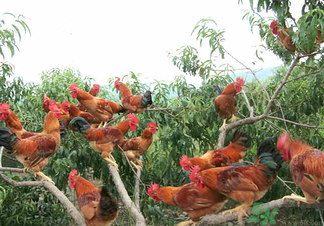 三黃雞是什么雞？三黃雞是公雞還是母雞？