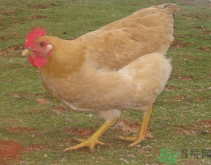 三黃雞是什么雞？三黃雞是公雞還是母雞？