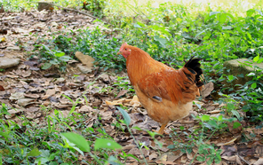 三黃雞是什么雞？三黃雞是公雞還是母雞？