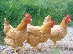 三黃雞是什么雞？三黃雞是公雞還是母雞？