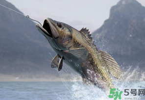 秋天釣魚用什么打窩？秋天釣鯉魚用什么打窩？