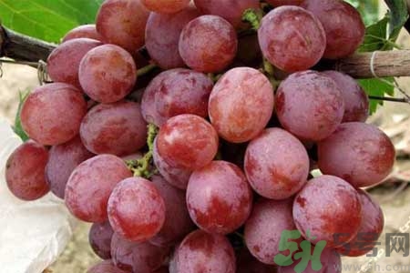 紅提子的營養(yǎng)價(jià)值 紅提子的功效與作用