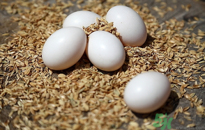 鴿子蛋多少錢(qián)一個(gè)？鴿子蛋多少錢(qián)一斤？?