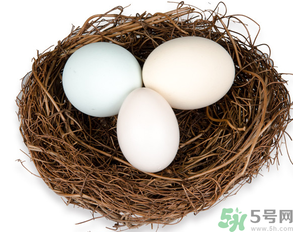 鴿子蛋可以放冰箱嗎？鴿子蛋放冰箱可以放多久？