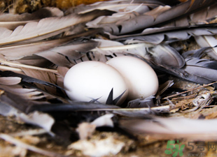 鴿子蛋可以放冰箱嗎？鴿子蛋放冰箱可以放多久？