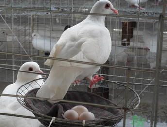 鴿子蛋可以放冰箱嗎？鴿子蛋放冰箱可以放多久？