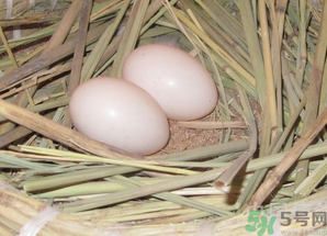 鴿子蛋怎么煮不會破裂？鴿子蛋怎么煮不會破？