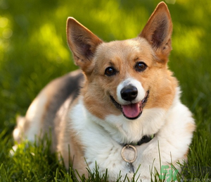 狂犬病的潛伏期最長多長？狗咬了會得狂犬病嗎？