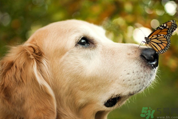 狂犬病的潛伏期最長多長？狗咬了會得狂犬病嗎？