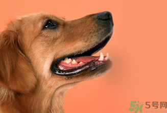 狂犬病的潛伏期最長多長？狗咬了會得狂犬病嗎？