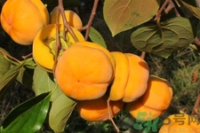 柿子和香蕉能一起吃嗎？柿子和香蕉一起吃會(huì)中毒嗎？