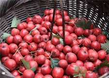 山楂可以放冰箱嗎?新鮮山楂怎么保存? 山楂可以放冰箱嗎?新鮮山楂怎么保存?