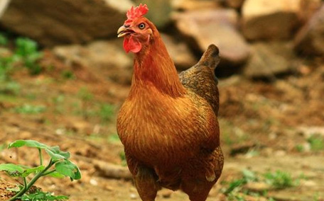 火雞和普通雞肉有什么區(qū)別 火雞和雞肉口感哪個好