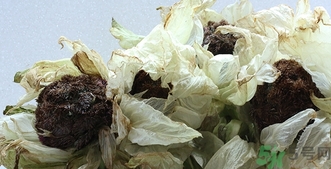 雪蓮花怎么吃？雪蓮花的功效作用