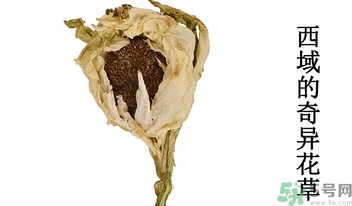 雪蓮花怎么吃？雪蓮花的功效作用