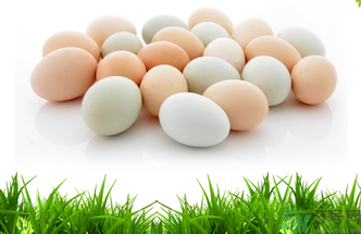 土雞蛋怎么辨別？怎么辨別土雞蛋的真假？