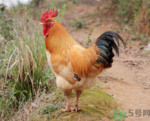 土雞多少錢一斤？土雞多少錢一只？