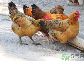 土雞多少錢一斤？土雞多少錢一只？