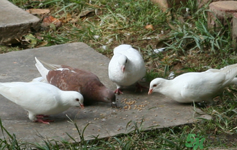 鴿子是發(fā)物嗎？吃鴿子的禁忌