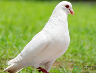 鴿子是發(fā)物嗎？吃鴿子的禁忌